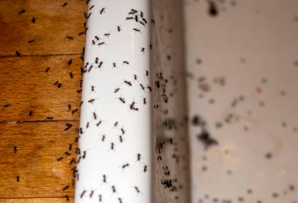 Best Mosquito Control Services  in Midland, TX